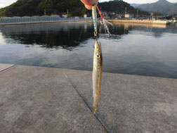 カマス　はこちらからどうぞ