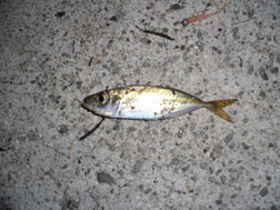 アジ釣りはこちらから　バナー