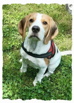 Chiot Beagle à l'école pour chiots à Dax