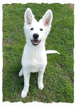 Chiot Berger Blanc Suisse à l'école pour chiots à Dax