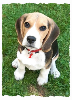 Chiot Beagle à l'école pour chiots à Dax