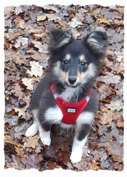 Chiot Berger de Shetland à l'école pour chiots à Dax