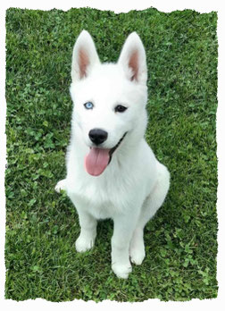 Chiot Berger Blanc Suisse à l'école pour chiots à Dax