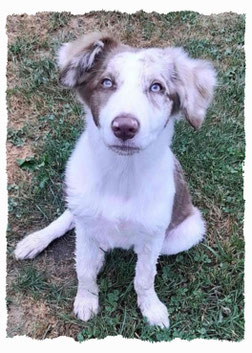 Chiot Border Collie à l'école pour chiots à Dax