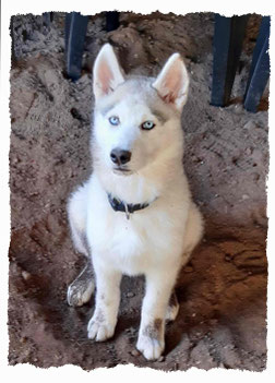 Chiot Husky à l'école pour chiots à Dax