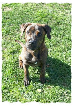 Chiot Fila Brasileiro à l'école pour chiots à Dax