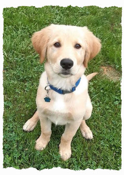 Chiot Croisé Golden à l'école pour chiots à Dax