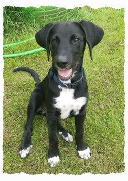 Chiot Croisé Beauceron à l'école pour chiots à Dax