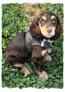 Chiot Cocker Spaniel à l'école pour chiots à Dax