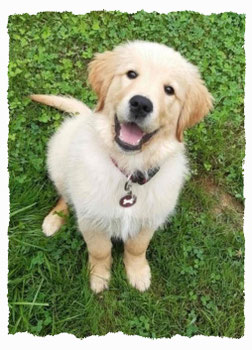 Chiot Golden Retrieverà l'école pour chiots à Dax