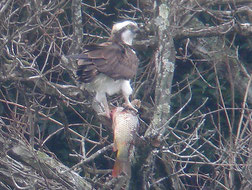 ・2009年1月24日　小中池(千葉県)  　　・でかい鯉を運んできて、対岸の木にとまった。