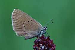 Großer Moorbläuling | Foto: Frank Derer