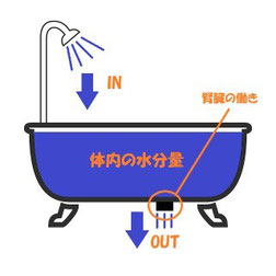 腎臓とむくみの関係