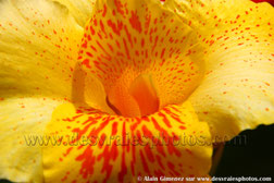 Costa rica, Amérique centrale, flore, fleurs, plantes, jungles, forêts, fleurs étranges, fleurs tropicales, végétation, pétales jaune vif, traces rouges