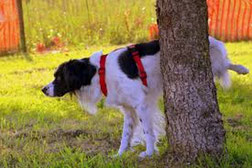 Un chien setter noir et blanc fait pipi contre un tronc d'arbre pour un marquage urinaire par coach canin 16 dressage chien charente