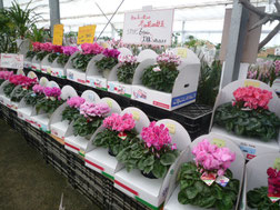 ハウス 久山植木株式会社 ハウス 久山植木株式会社