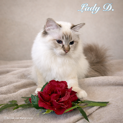 Lady D. From A Fairy Tale Island