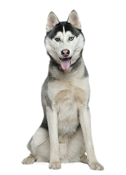 Image animaux detourée transparent sur fond blanc fiche chien siberian husky png