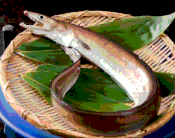鱧(Mita-yamadaya)