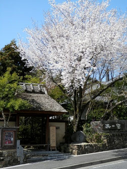 4月 山桜 と 茅葺き門