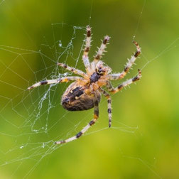 Orb Weaver Spider, spiders for kids