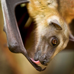 Flying Fox Bat, Bat facts, bats for kids