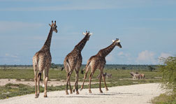 Etosha nach gutem Regen