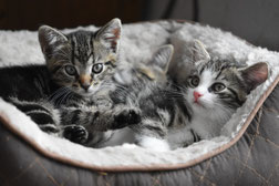 Tierbetreuung in Recklinghausen, Katzenbetreuung, ausgesuchte Katzensitter. Keine Tierpension, keine Katzenpension. Katzensitting vorOrt!