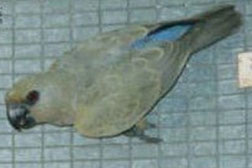 Dilute Poicephalus rueppellii (Rüppell´s Papagei)