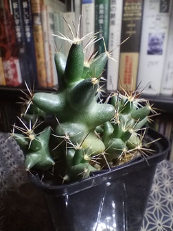 Coryphantha macromeri