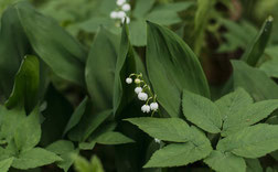 homophones grammaticaux muguet