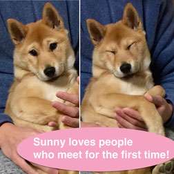 山陰柴犬のSunny