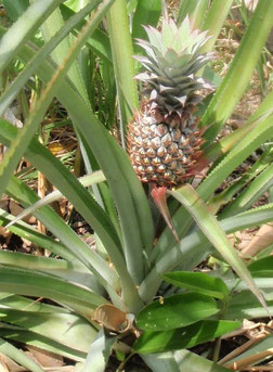 Growing pineapple, Laman Padi, Langkawi, Malaysia