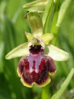 Ophrys passionis, Bords du Rhône (Photo Ugo)