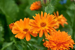 Ringelblume, Mücken, Mücke, Mückenstiche, Stechmücken, Insekten