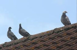 Systèmes anti pigeons dans le vaucluse, traitement, lutte contre les pigeons, orange, avignon, bollène, 84, gard, drome