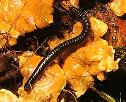 Désinsectisation dans le vaucluse, traitement, lutte contre les iules, fourmis, orange, avignon, bollène, 84, gard, drome