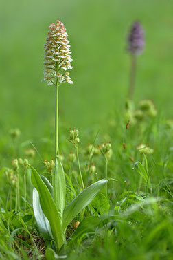 Purpurknabenkraut Orchidee des Jahres 2013 Natur des Jahres 2013 NABU Düren