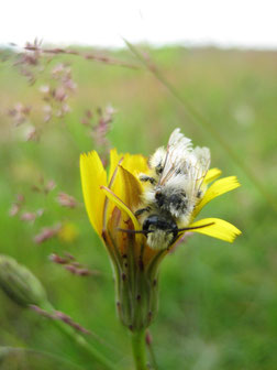 Wildbienen     haben     eine     sehr große    Bestäuberleistung   (Foto: C. Marien)