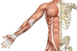 osteopatia strutturale  alma salute