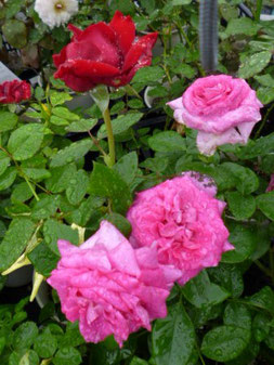 薔薇