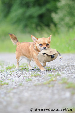 Lilly (Chihuahua) lebt bei Ingrid Blum hundeschule-fee.ch        © Fotos: Sabine Oliveri, bilderkarussell.ch