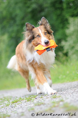 Quanda (FamCollie) lebt bei Ingrid Blum, hundeschule-fee.ch © Fotos: Sabine Oliveri, bilderkarussell.ch