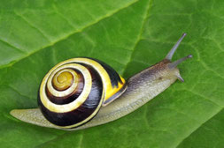 Hainschnirgelschnecke / ähnlich wie ihre Verwante raspelt sie die Pflanzen unhöflich an, was manchmal zu deren Absterben führt.