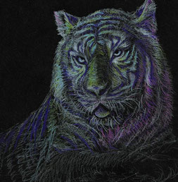 絵：色鉛筆、虎、トラ