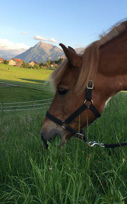 Pferd Schmerzen Kiefergelenk