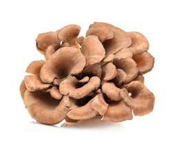 Maitake, Vitalpilze, Praxis Riva Baden