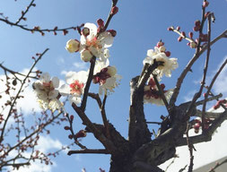 梅の花が咲き始めました