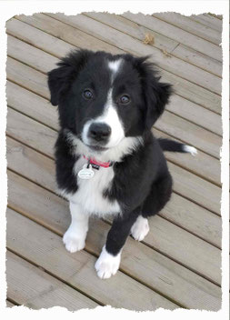 Chiot Coisé Border Collie à l'école pour chiots à Dax