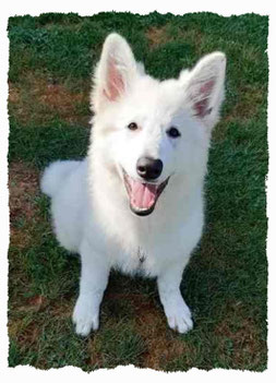 Chiot Berger Blanc Suisse à l'école pour chiots à Dax